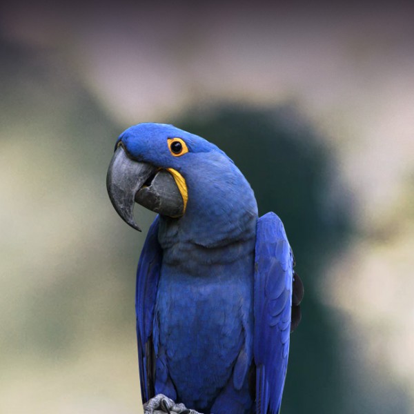 Hyacinth Macaw For Sale Hyacinth Macaw For Sale
