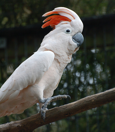 Moluccan cockatoo For Sale Moluccan cockatoo For Sale