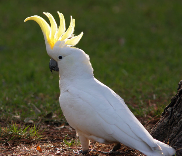 Sulphur-Crested Cockatoo