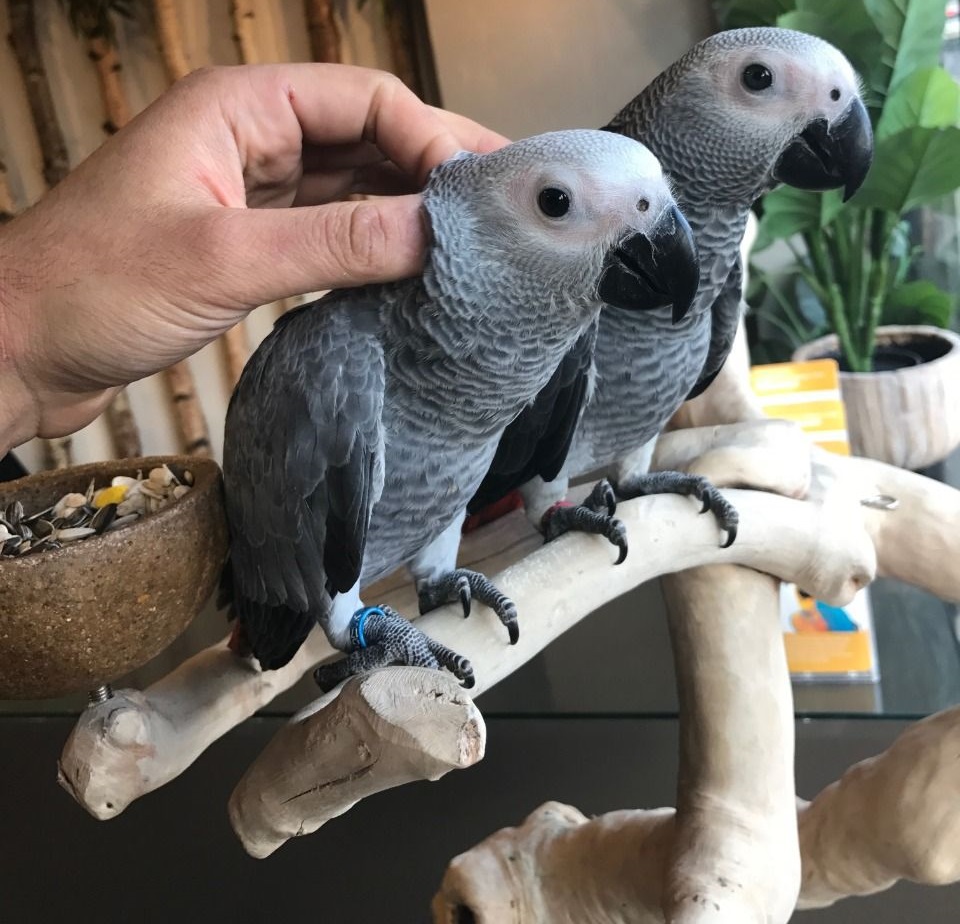 African Grey Parrots For Sale African Grey Parrots For Sale