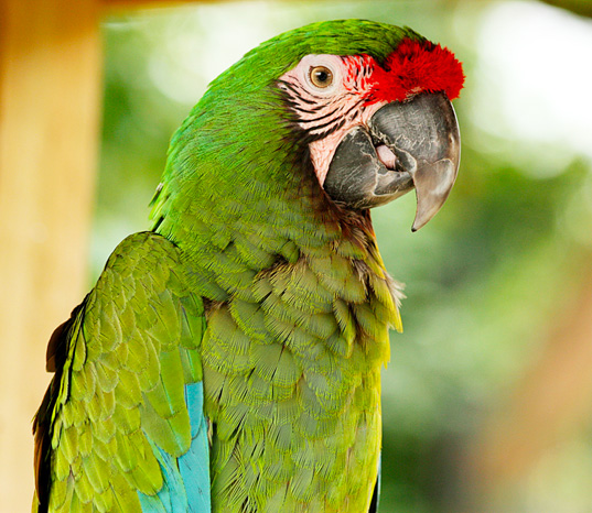 Military Macaw For Sale Military Macaw For Sale