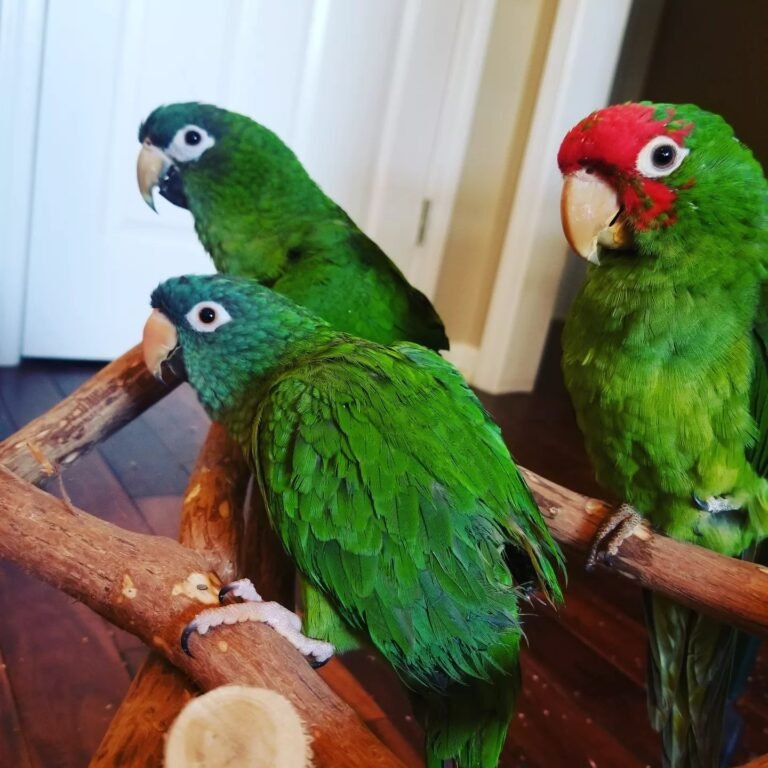 Babies-Hahns-Macaws-768x768-1.jpg