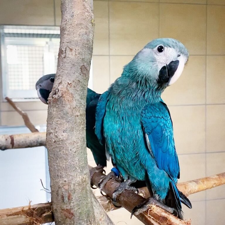 actp_parrots-20211216-0008-768x768-1.jpg