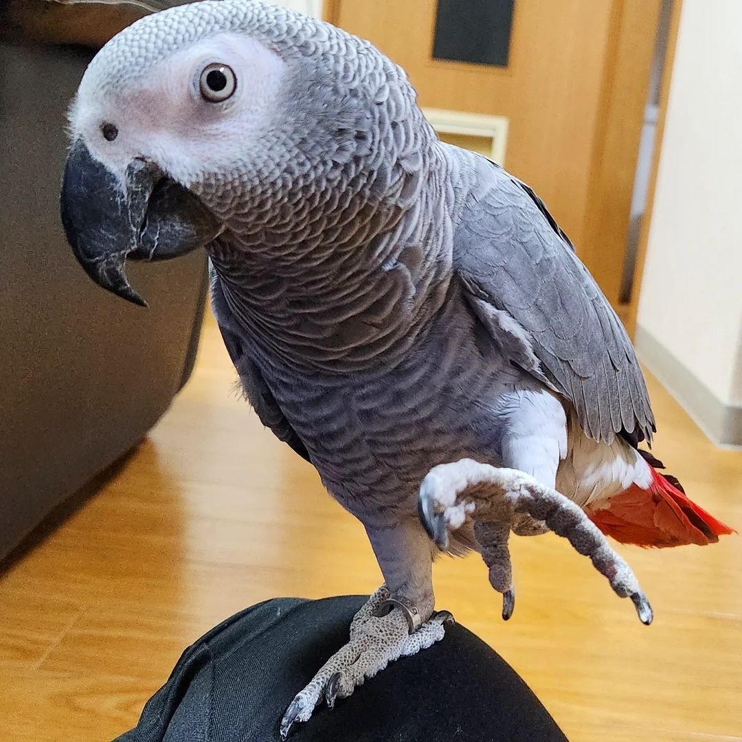african-grey-for-sale-UK.jpg