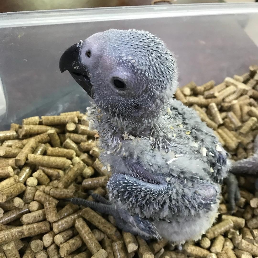 baby-african-grey-for-sale-UK.jpg