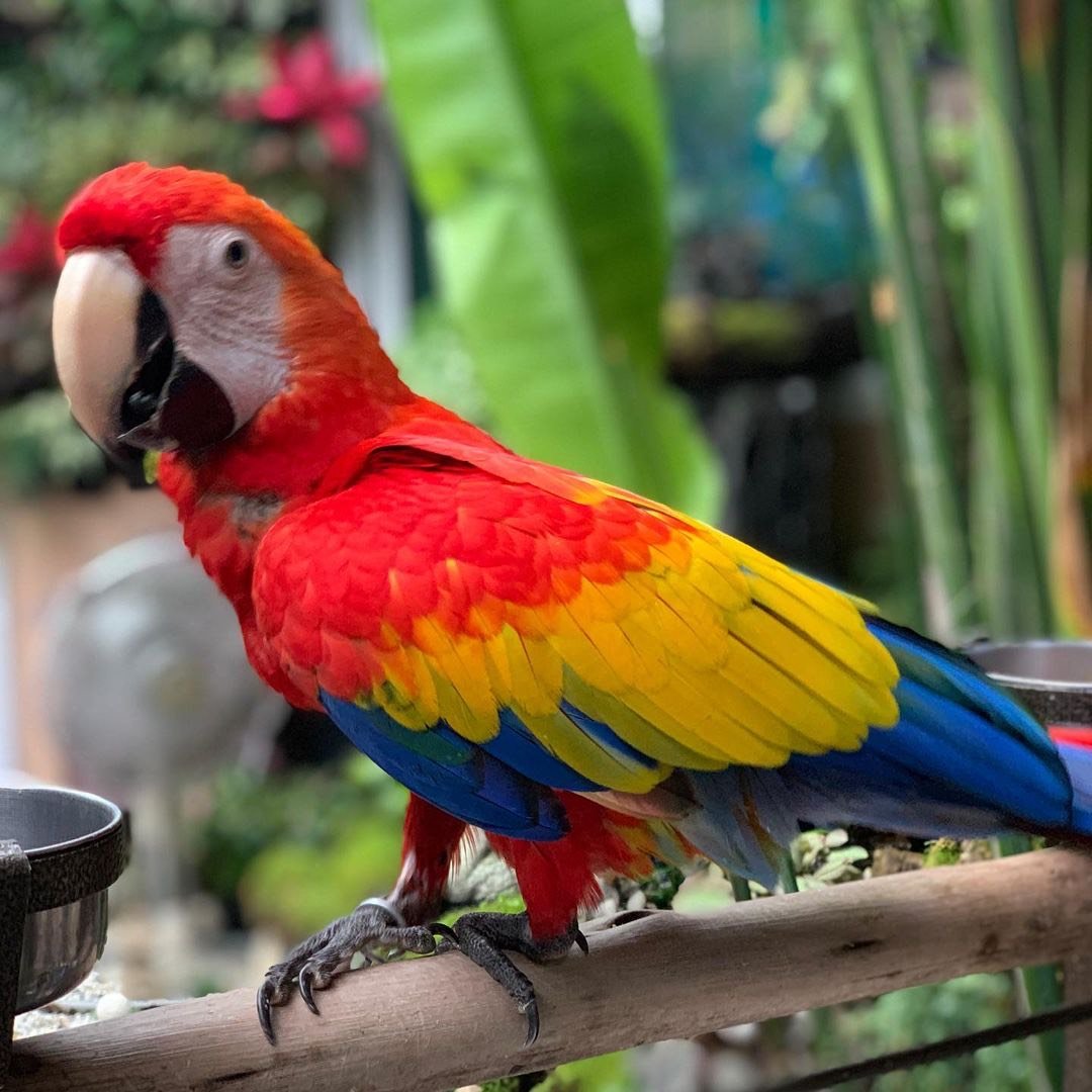 female-Sarlet-macaws-for-sale-UK.jpg